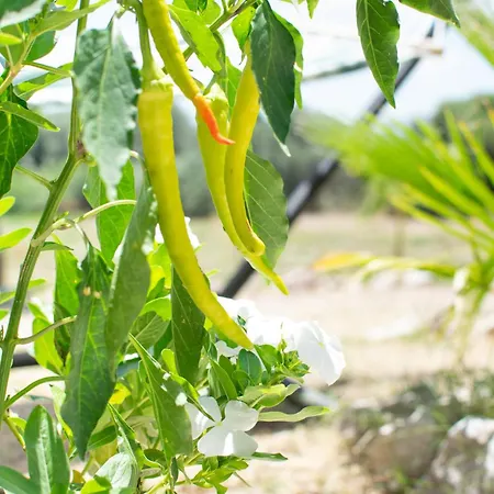 Casa Terra, Kremasti Rhodes With A View Of Nature Σπίτι διακοπών *