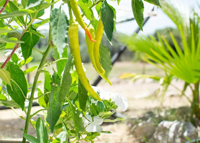 Casa Terra, Kremasti Rhodes With A View Of Nature Hébergement de vacances *